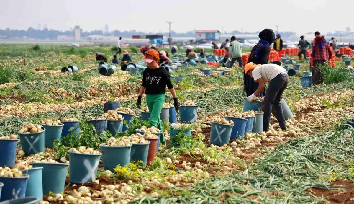 Adana’da Soğan Fiyatları Düştü