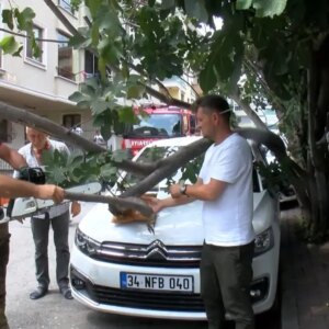 agac kamyonet carpinca otomobilin uzerine dustu HctpyRR6