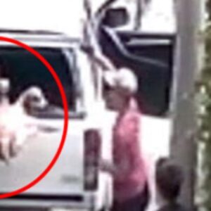 bu nasil muamele sokak hayvanlarina eziyet ettiler KxYrPwQy