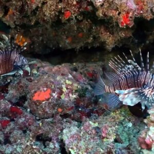 istilaci deniz kestaneleri tehdit olusturuyor SbTLvgCL