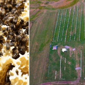 turkiyedeki nadir yerlerden bir tanesi cografi isaretli balin hasadi basladi kilosu bin 500 tlden satiliyor Sm2WAyPk