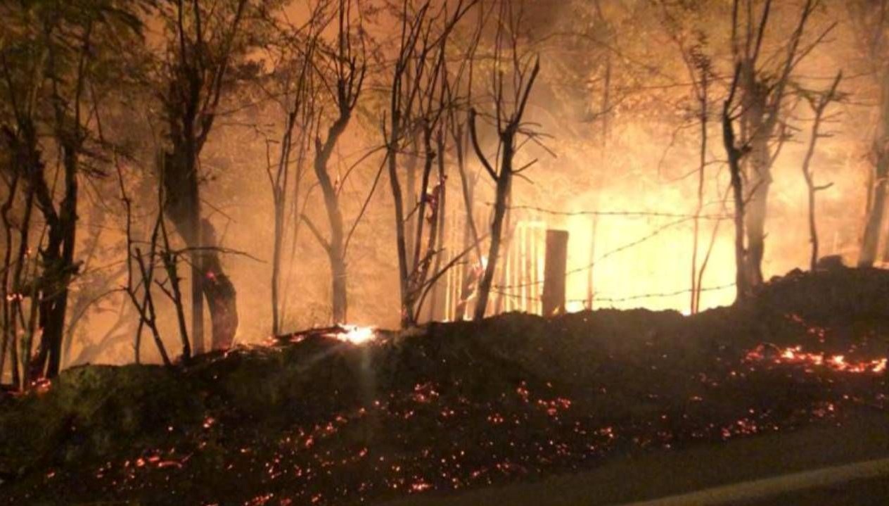 balikesirde yol kenarindaki agaclar yandi 9P79QVOA