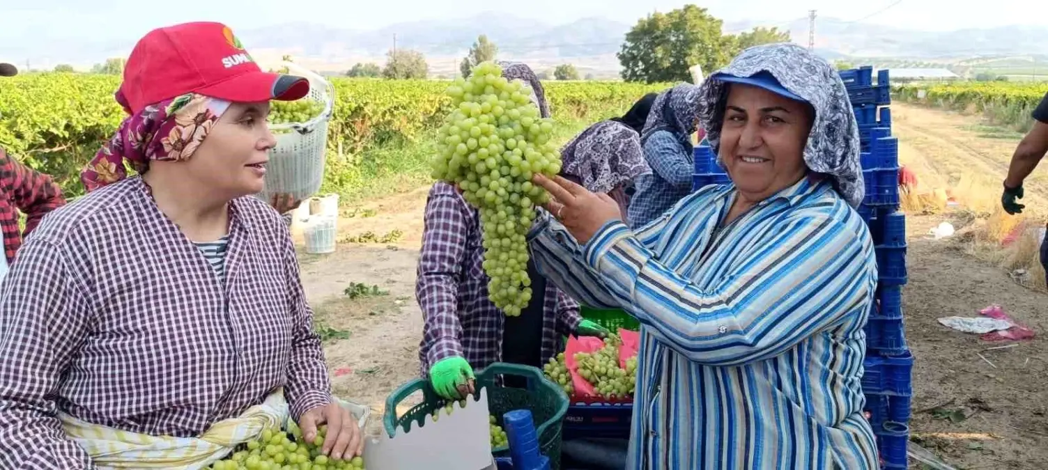 dev uzum salkimi sarigolde bulundu Rn2CyOqd