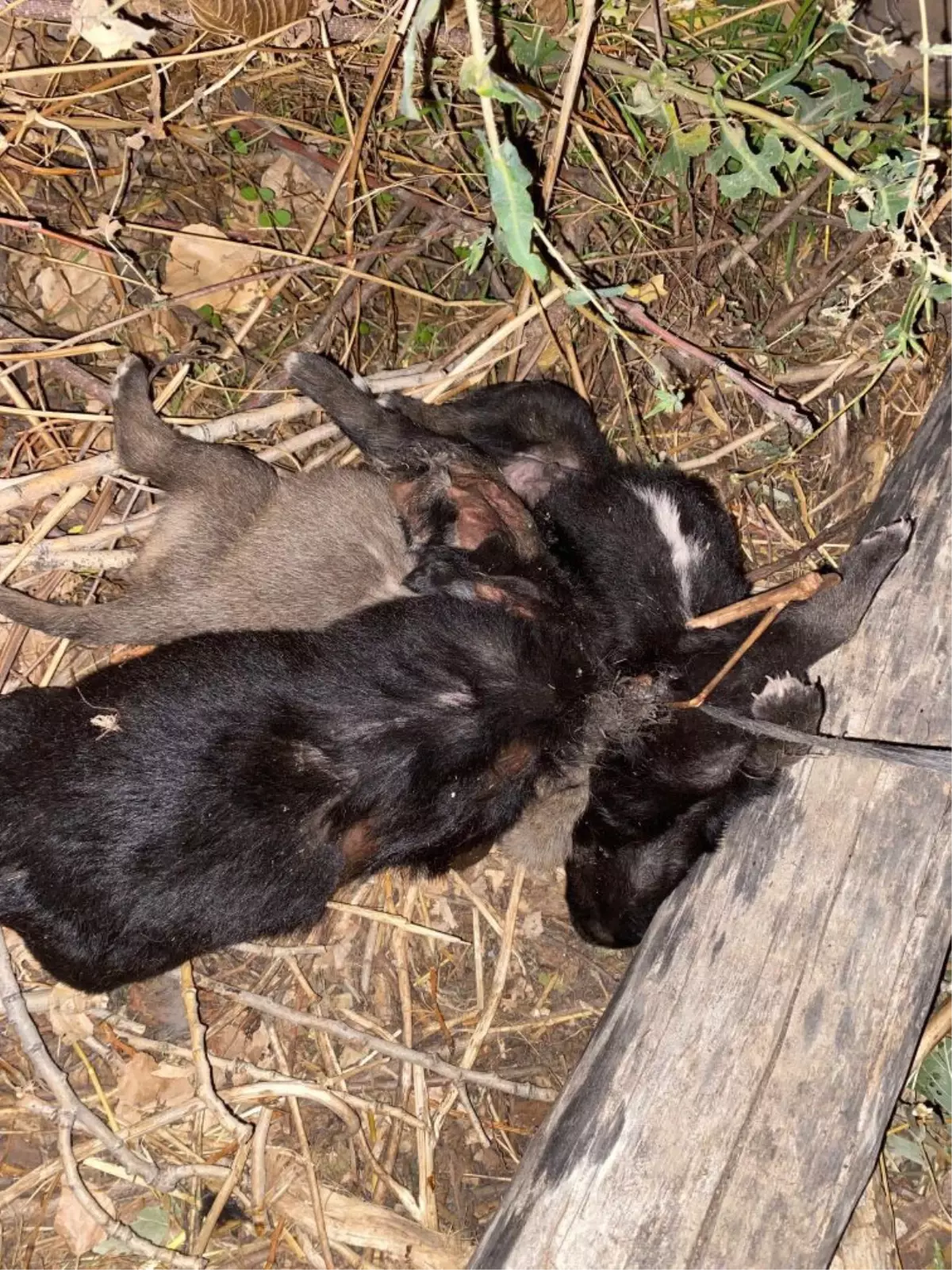 kopekler iple baglanarak boguldu fAXWjDQM