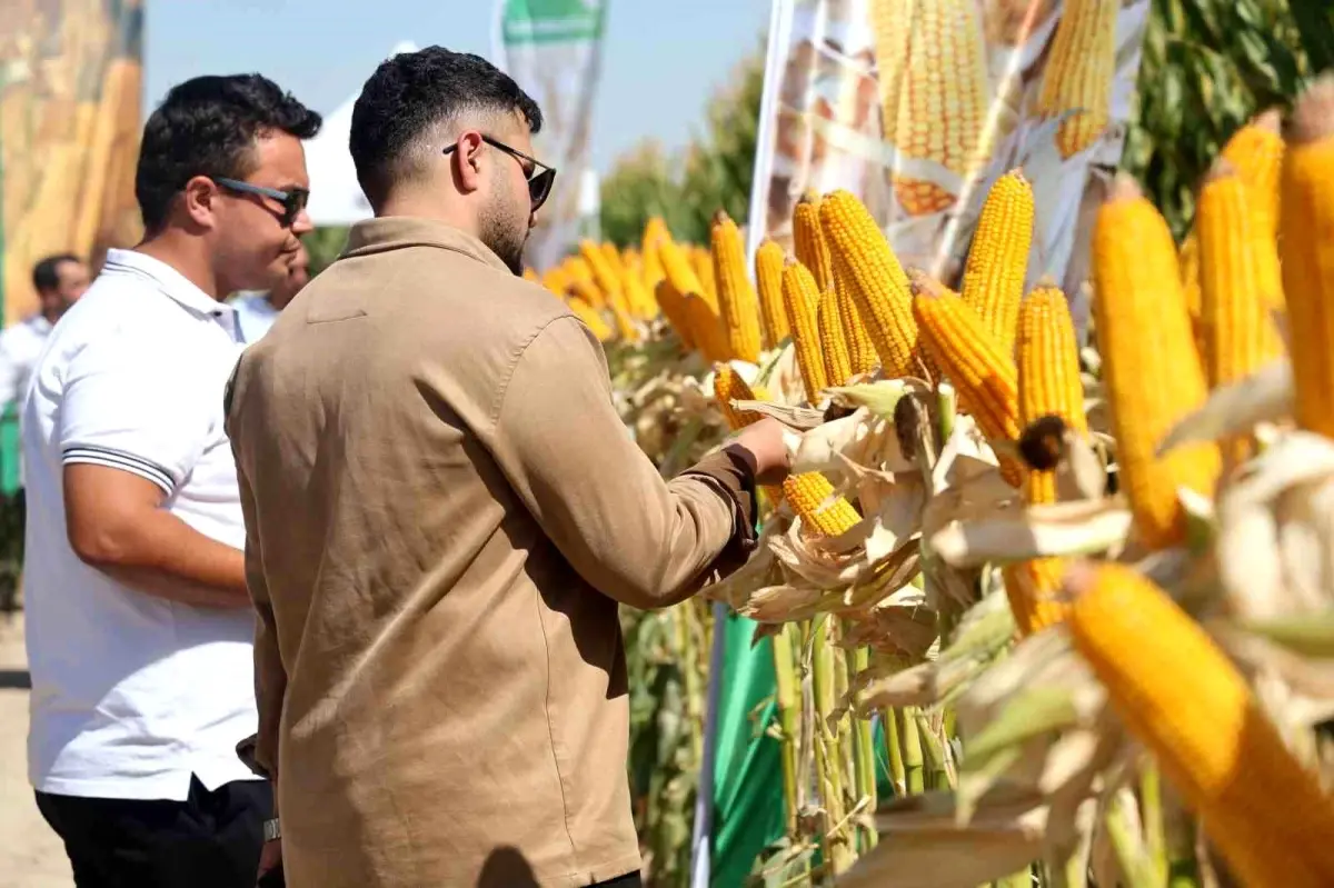 may tohumun tarla gununde yeni misir cesitleri tanitildi 1HgDYVlb