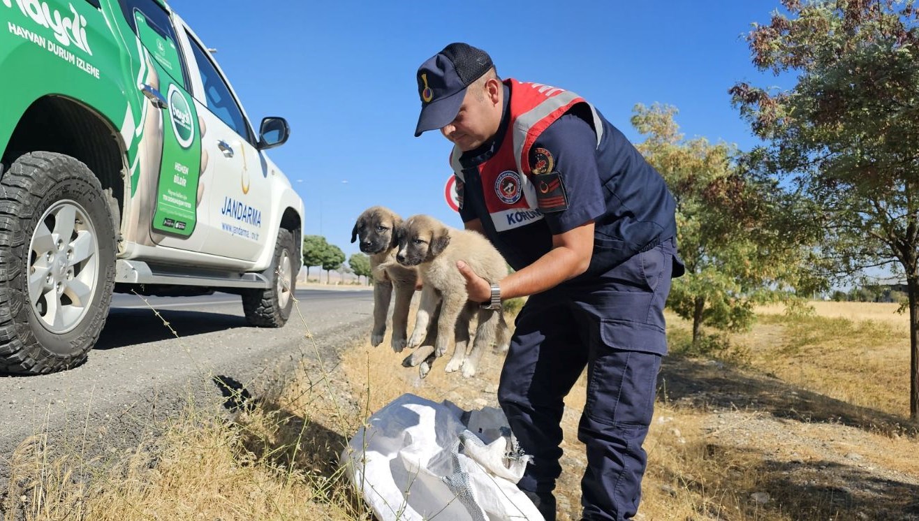 musta cuval icerisinde yavru kopekler bulundu CEQnKinJ