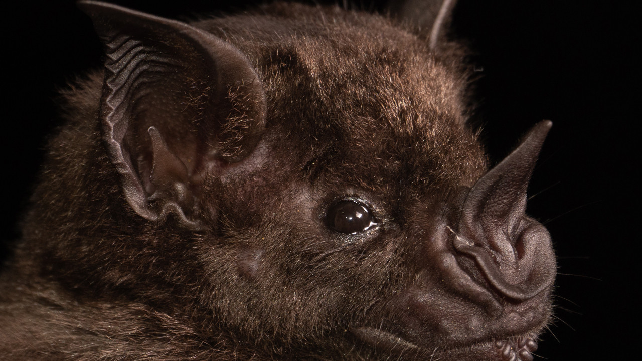 yeni koronavirus salgini alarmi basrolde yine yarasalar var vsLQQ5UF.jpg