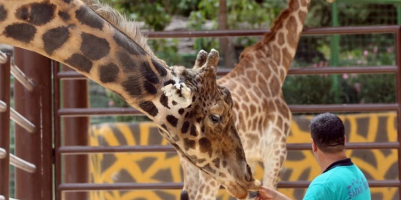 Uzman aylar önce uyarmıştı: Gaziantep Hayvanat Bahçesi’nin simgesi Zürafa Şakir öldü